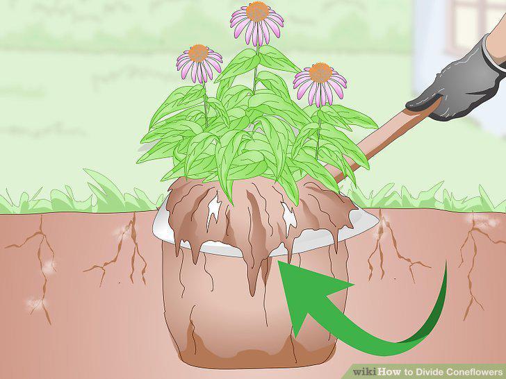 Step 7