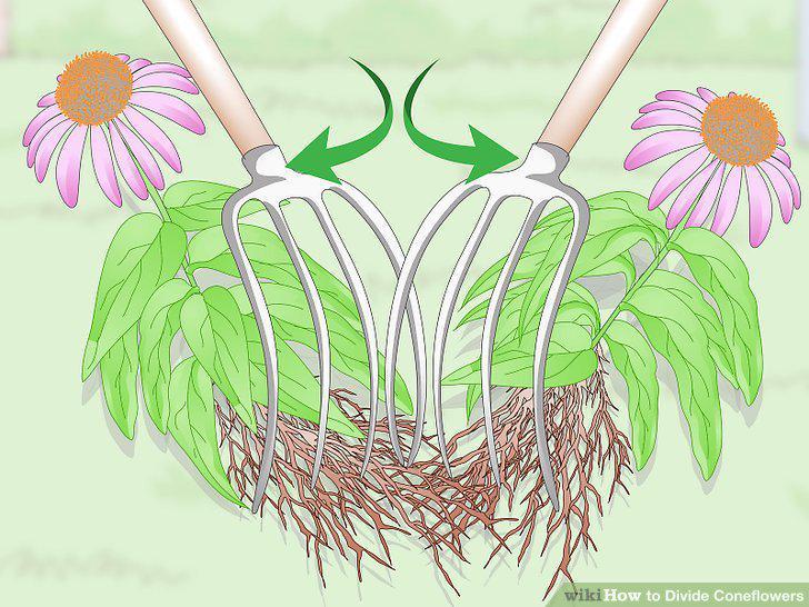 Step 10