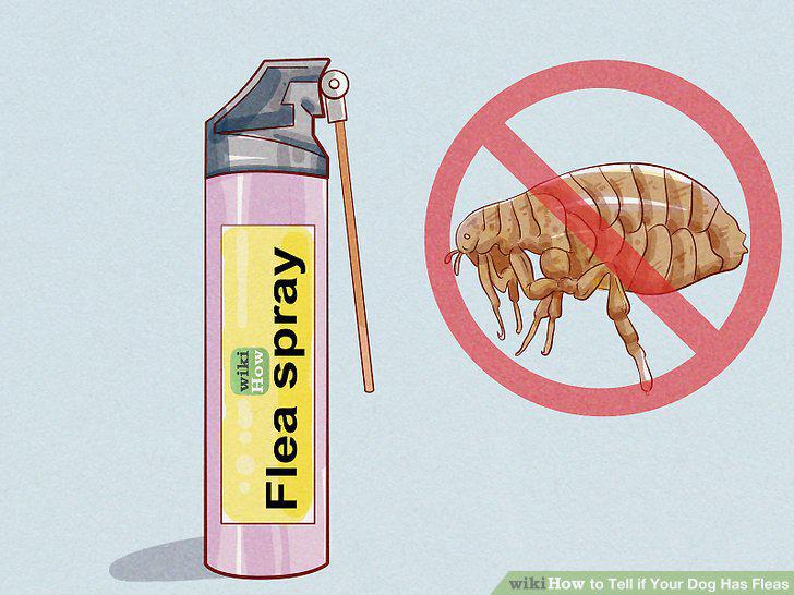 Step 11