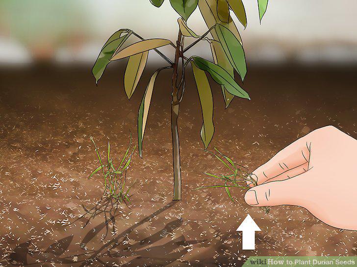 Step 7
