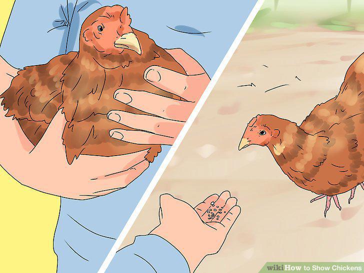 Step 11