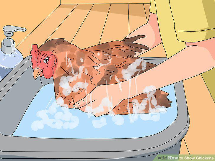 Step 12
