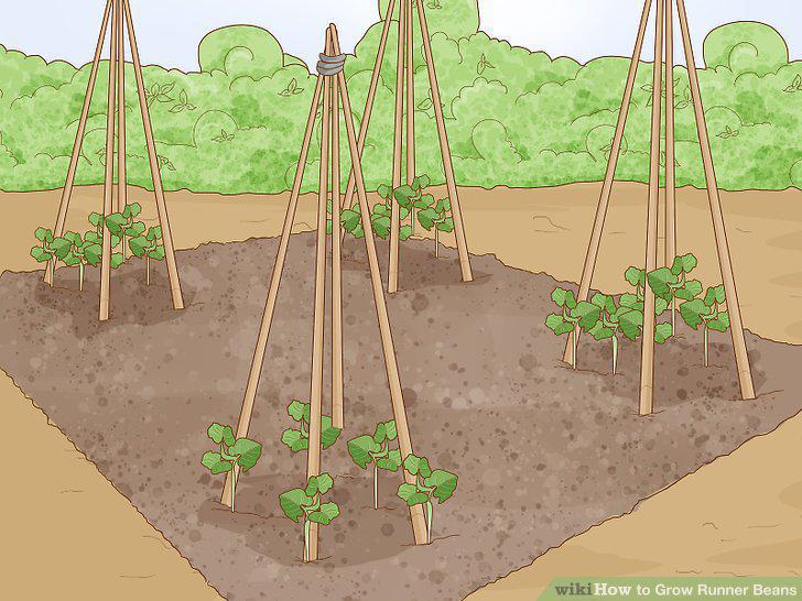 Step 12