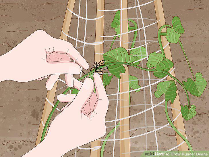 Step 15