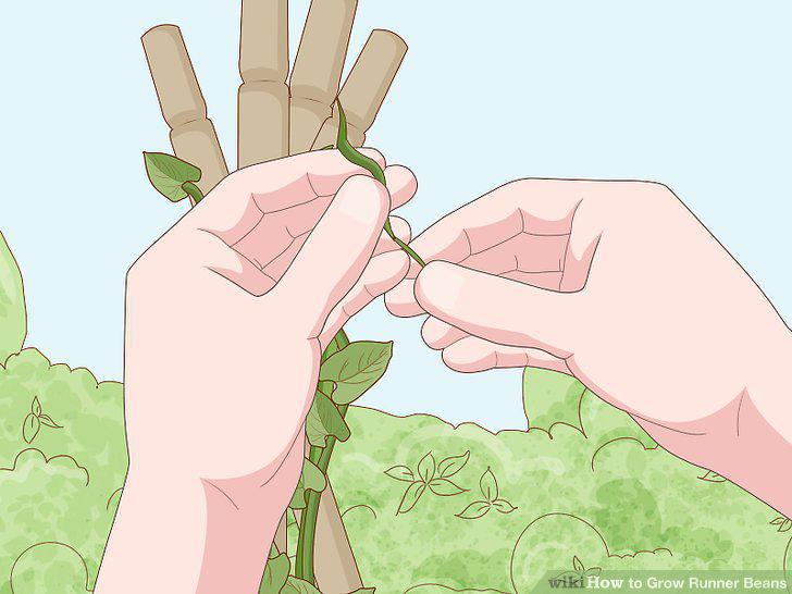Step 16