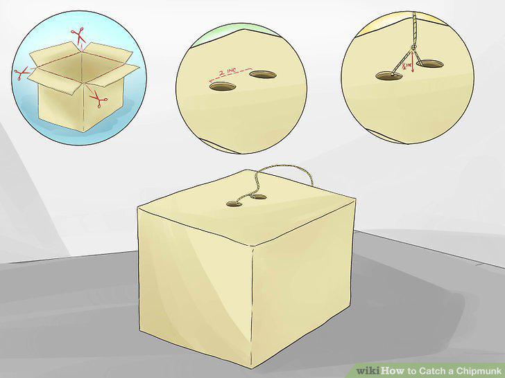 Step 12