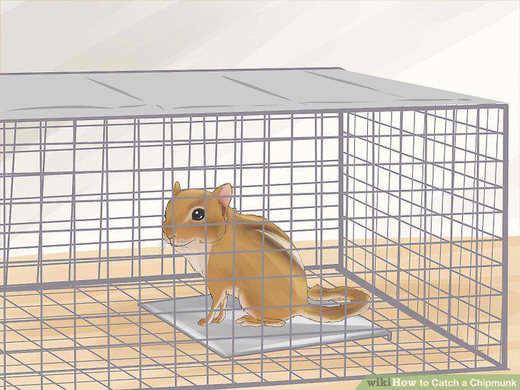 Step 5