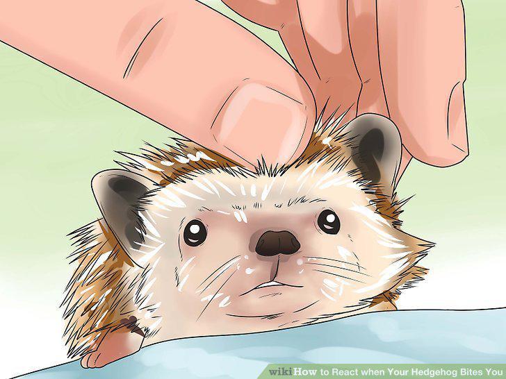 Step 13