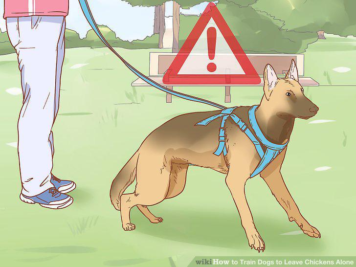 Step 11