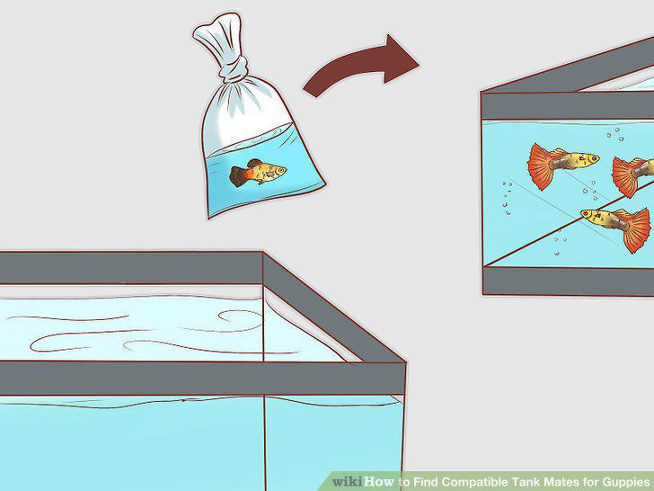 Step 17