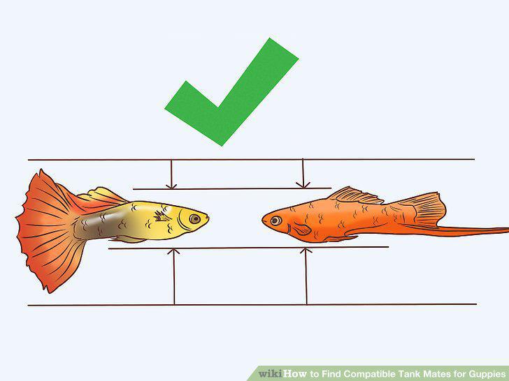 Step 5