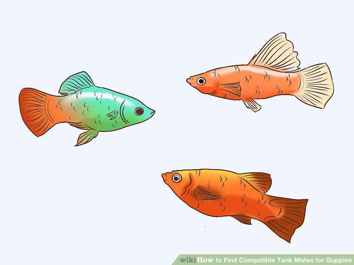 Step 6