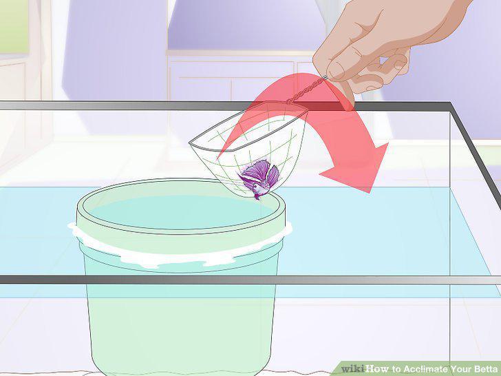 Step 12