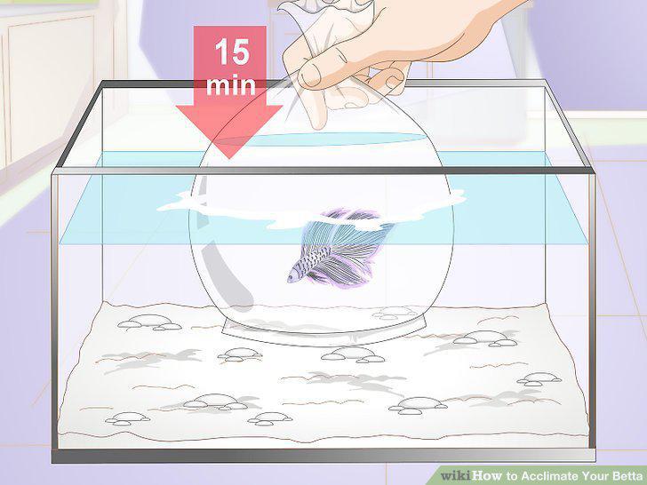 Step 5