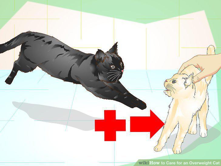 Step 12
