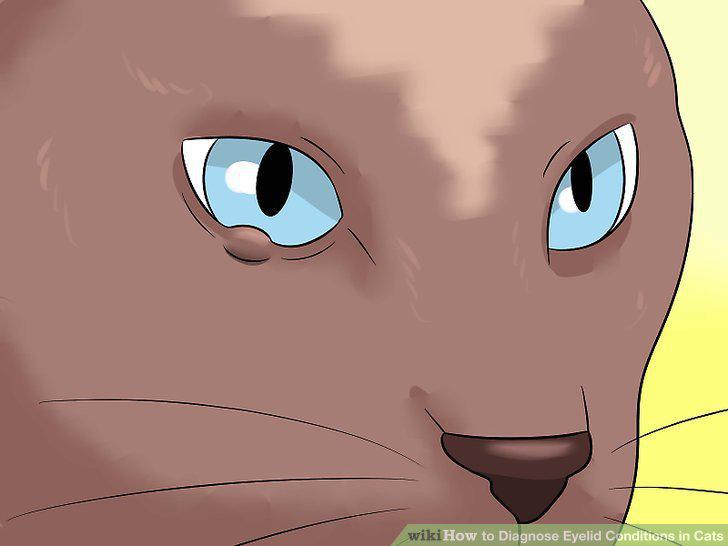 Step 11