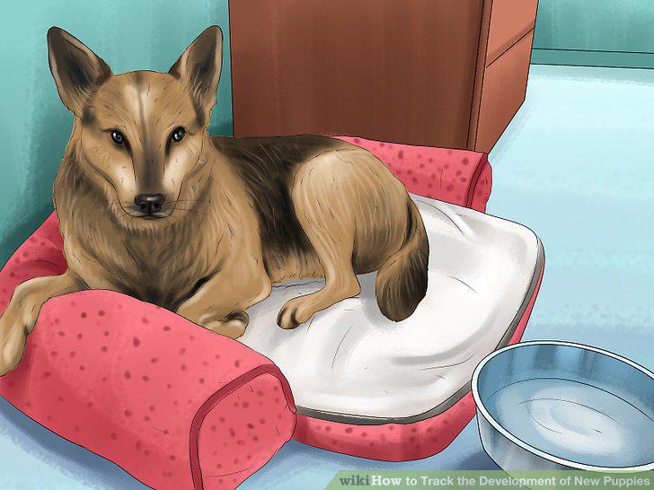 Step 11