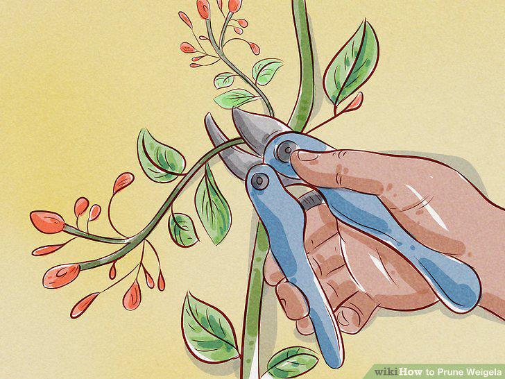 Step 11