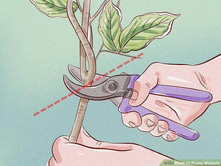 Step 5