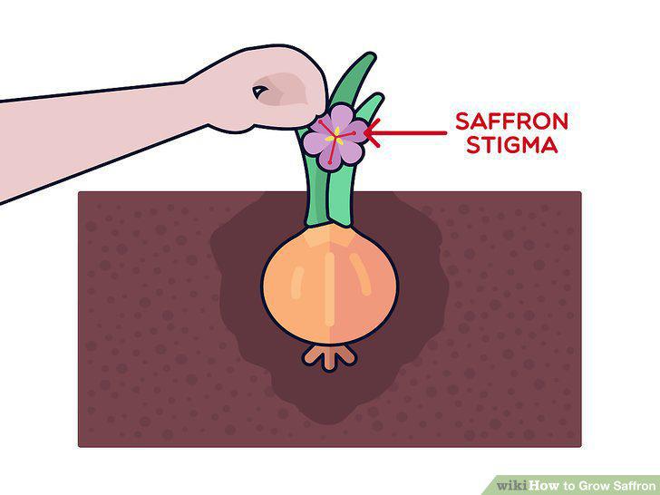 Step 11