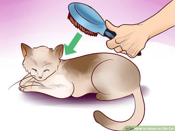 Step 11