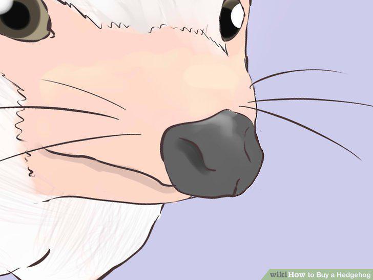 Step 11
