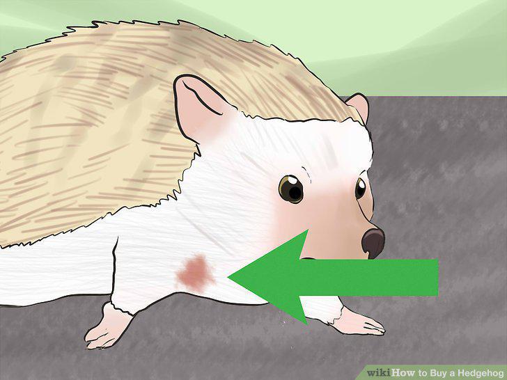 Step 12