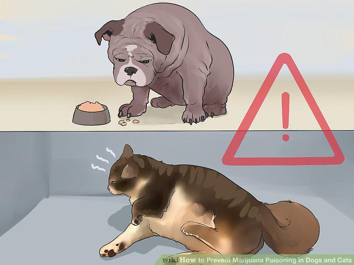 Step 5
